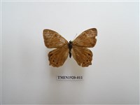 藏品(深山黛眼蝶)的圖片